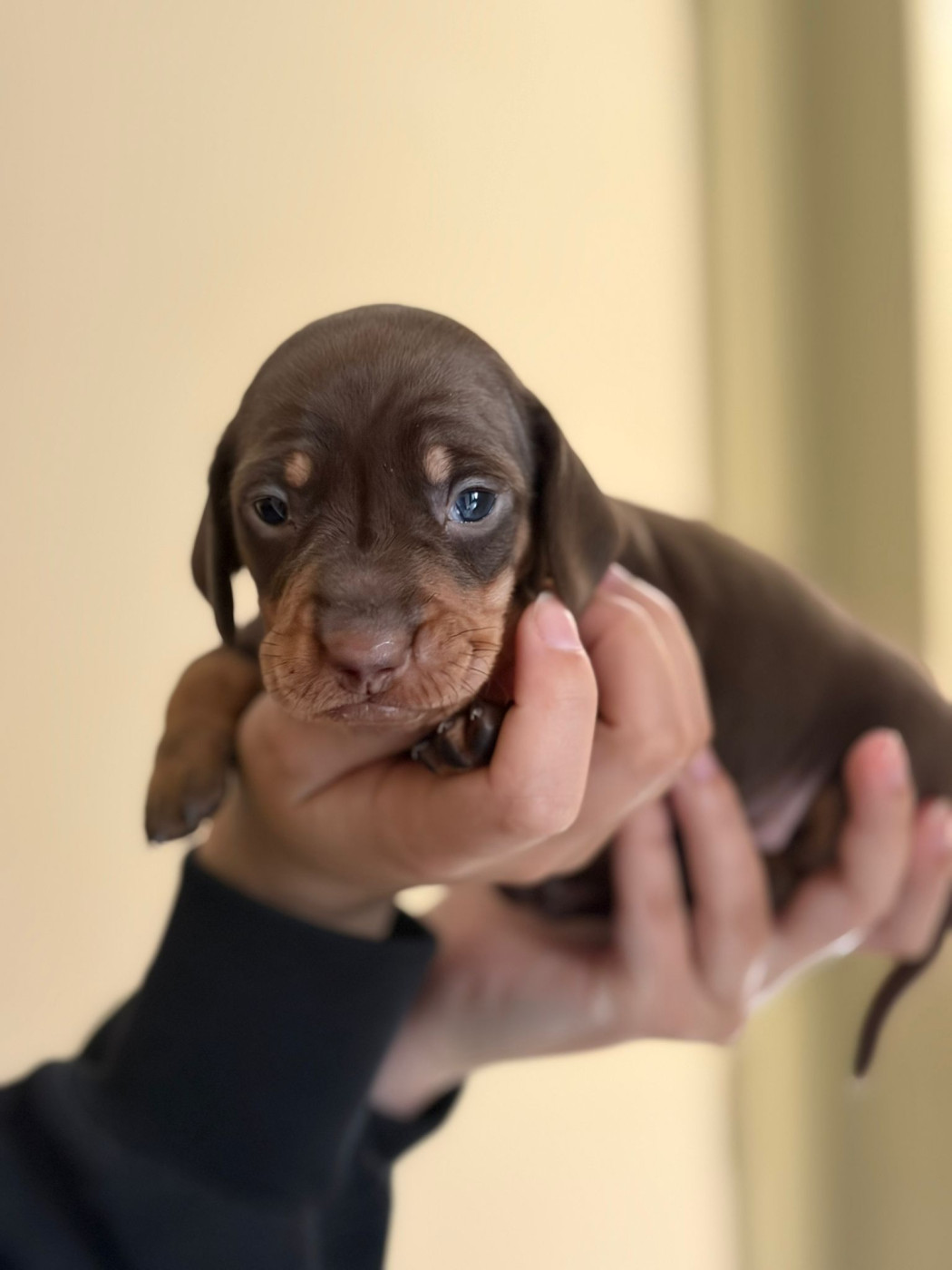 Du Clos De La Noisette Enchantée - Chiots disponibles - Teckel poil ras